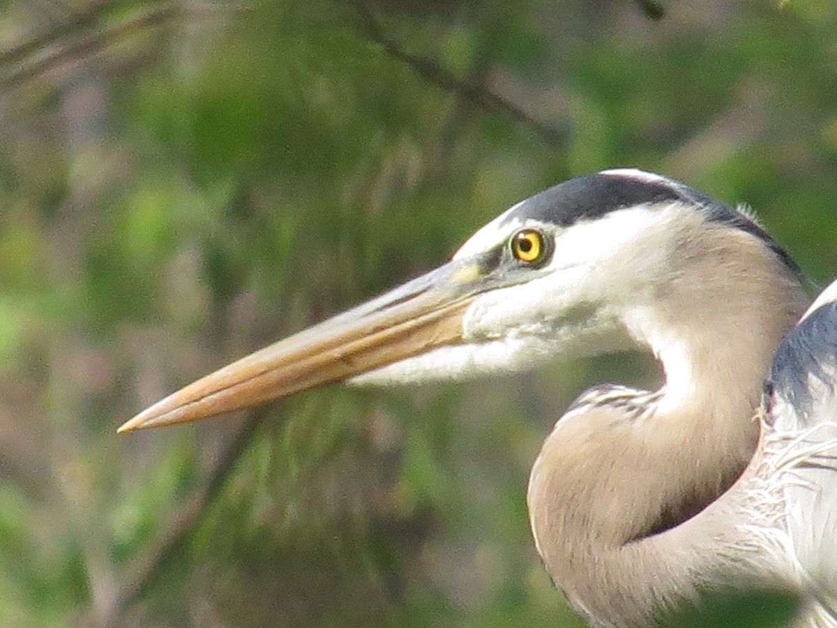 Great Blue Heron - Danielle McCament