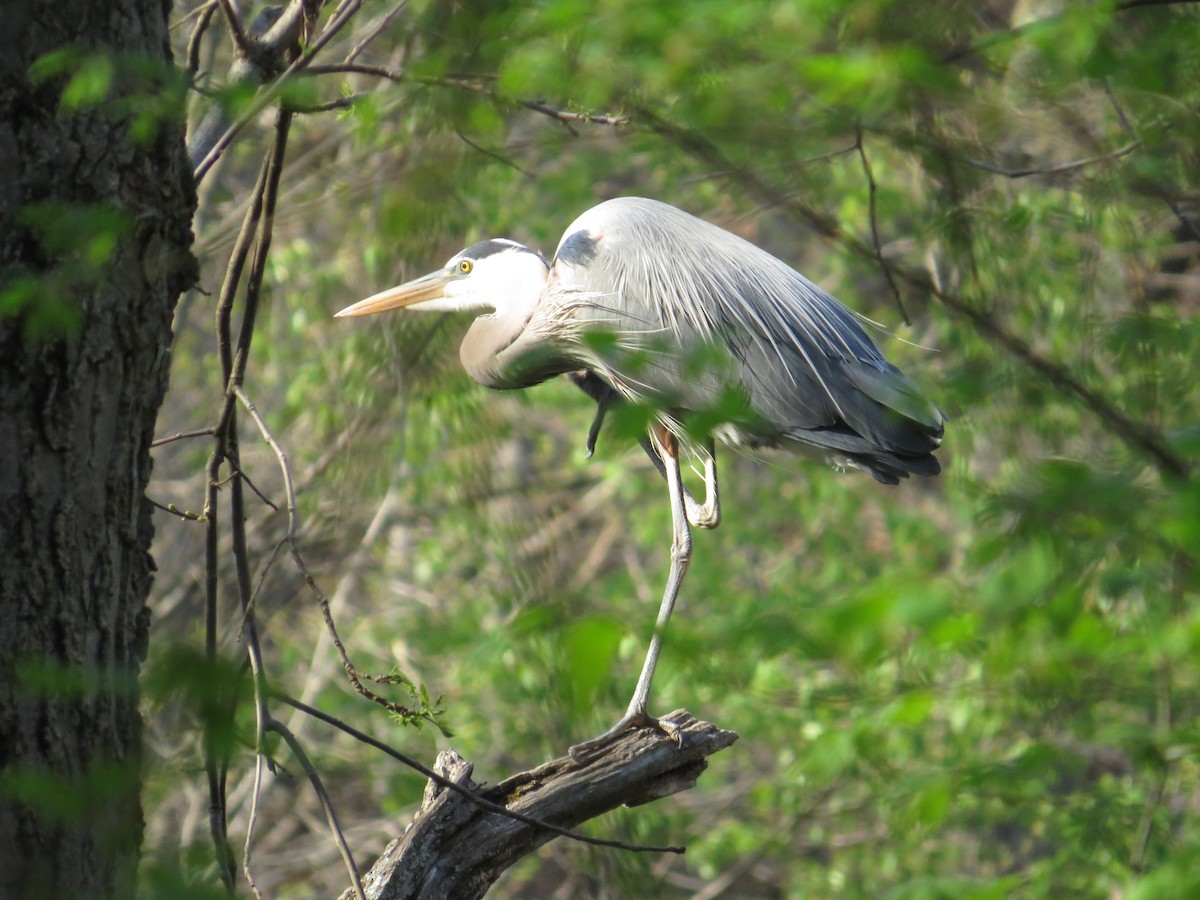 Great Blue Heron - ML132467141