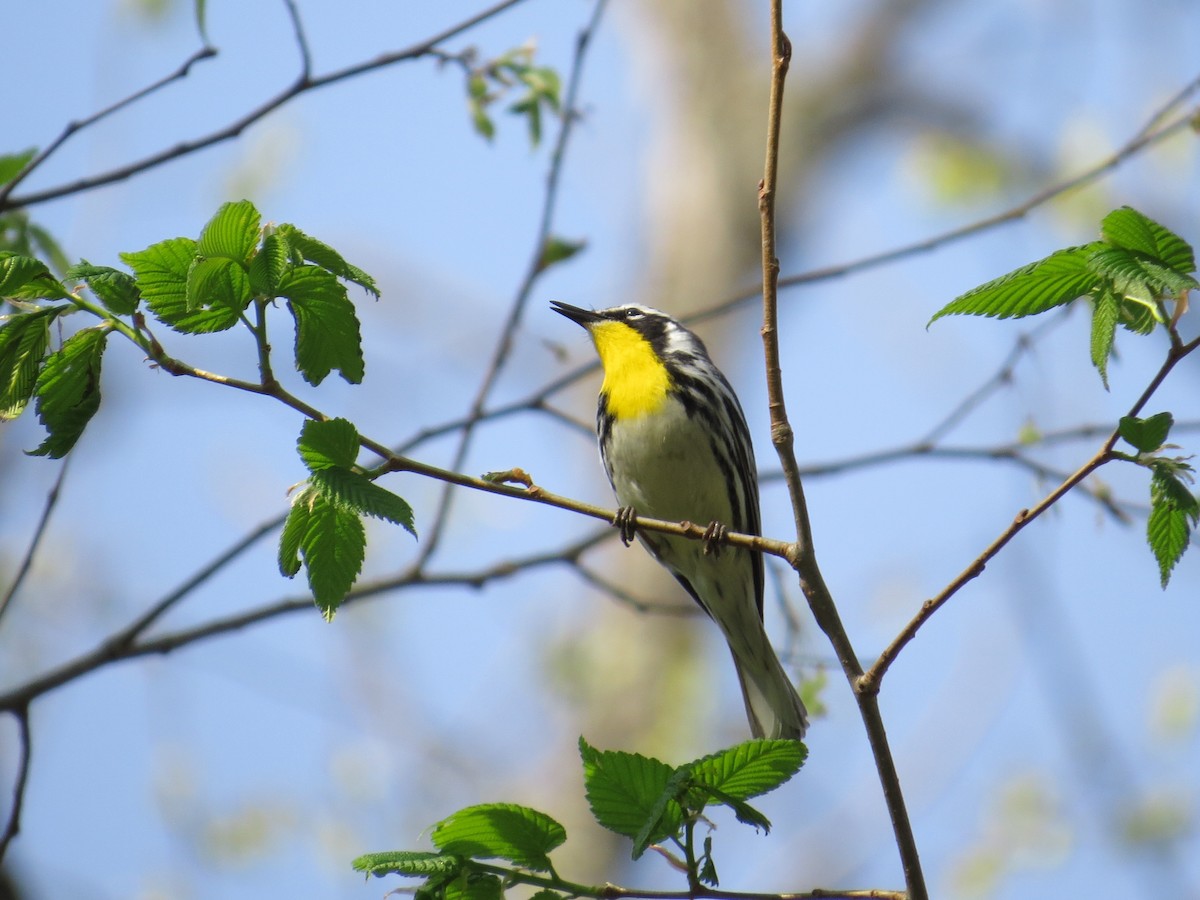 Paruline à gorge jaune - ML132467171