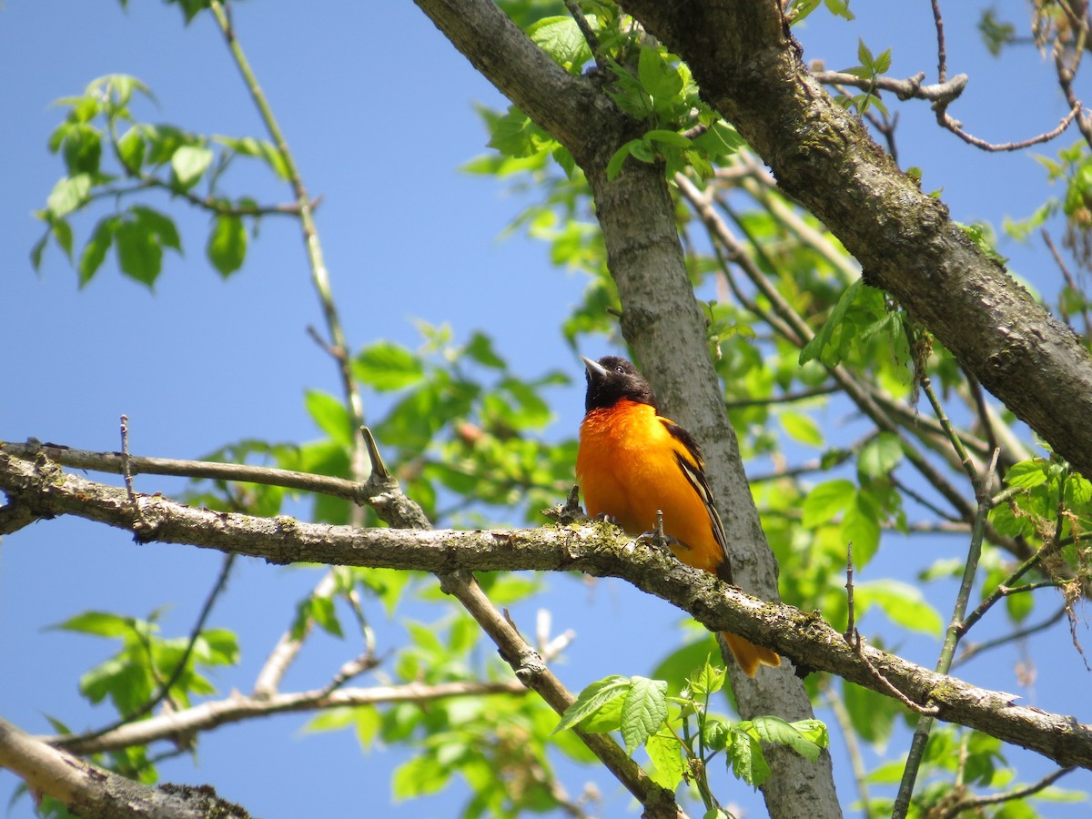 Oriole de Baltimore - ML132467601