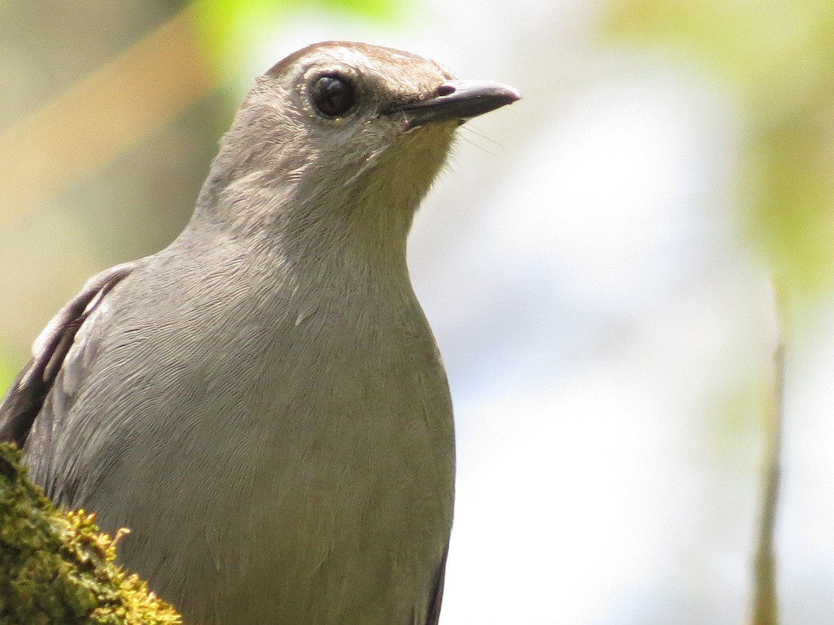 Pájaro Gato Gris - ML132468221