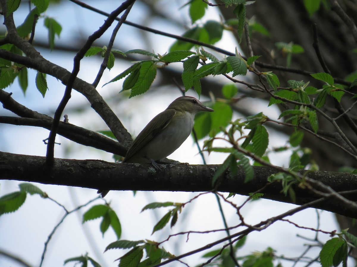 Vireo Ojirrojo - ML132468421