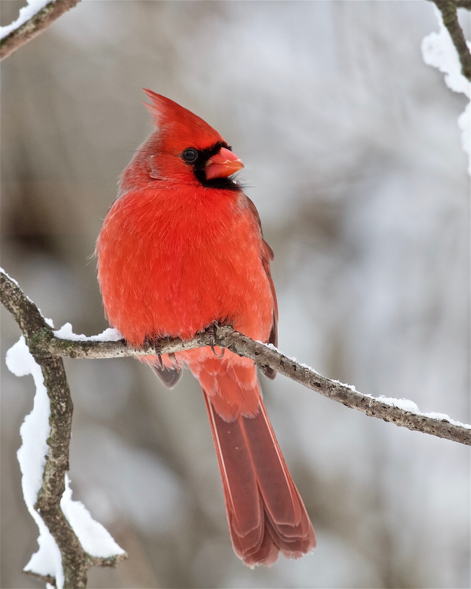 Northern Cardinal - ML132469601