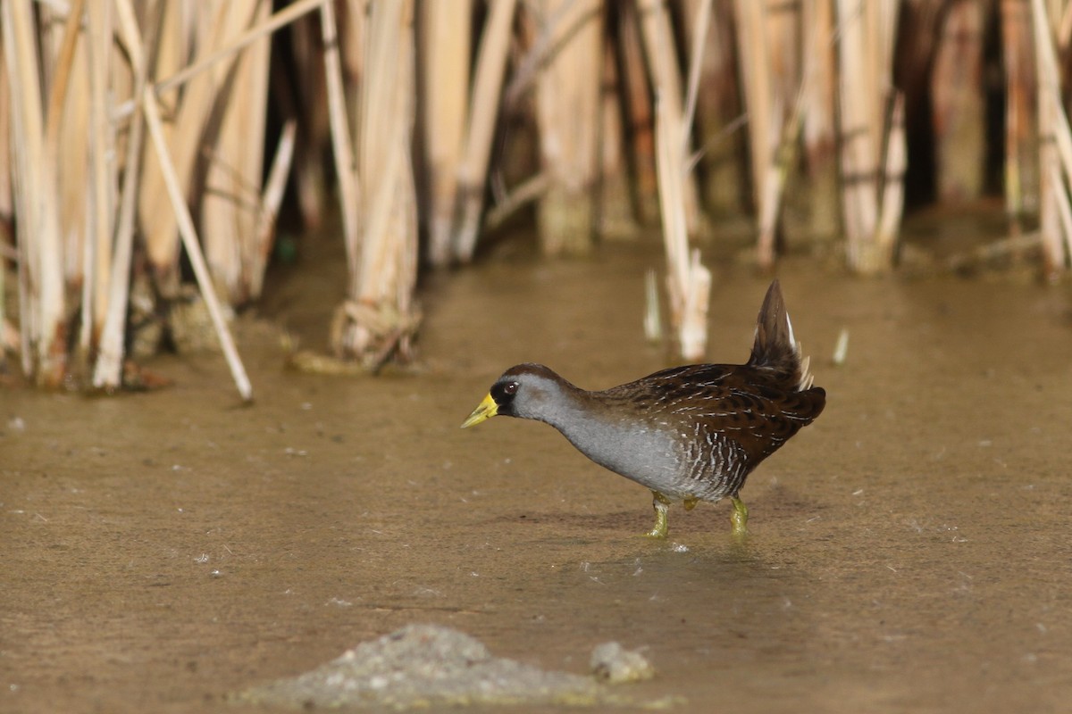 Polluela Sora - ML132470451