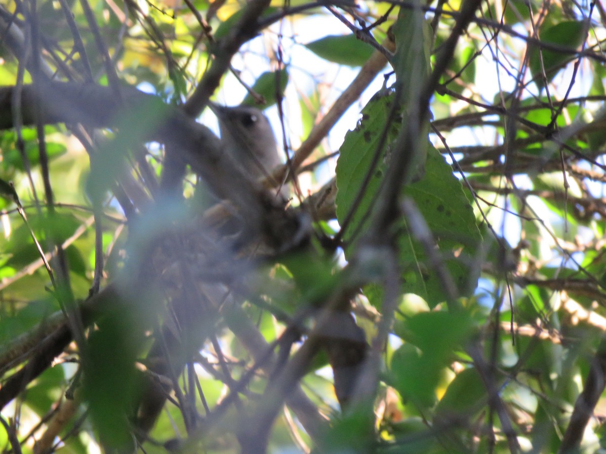 Gray Catbird - ML132470701