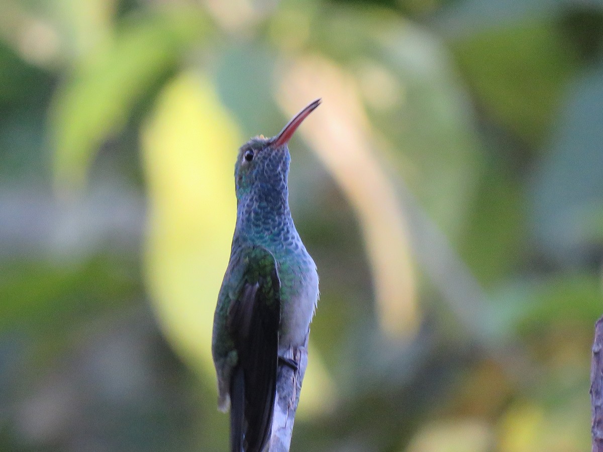 kolibřík honduraský - ML132471171