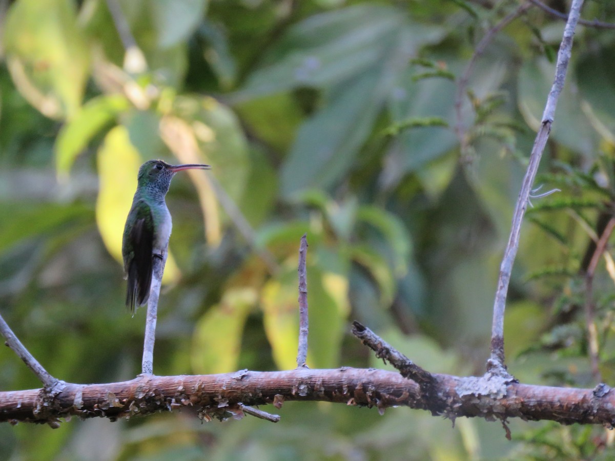 Honduran Emerald - ML132471181