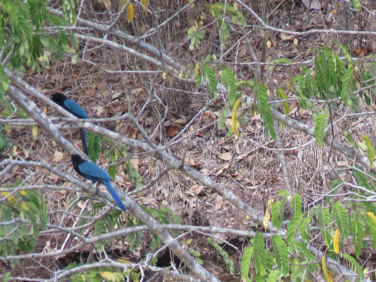 Bushy-crested Jay - ML132471691