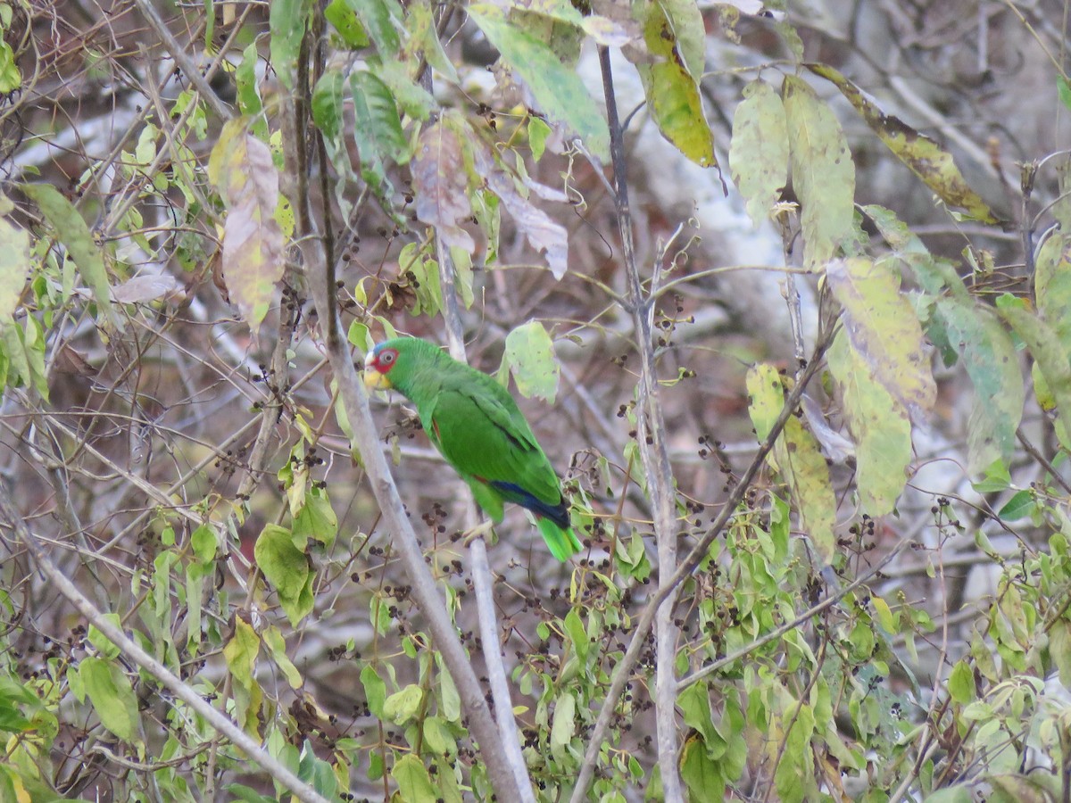 White-fronted Parrot - Hermes Vega