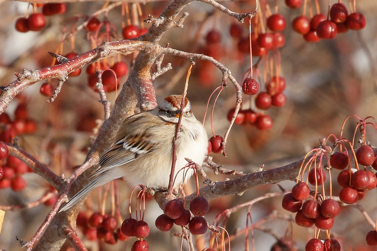 American Tree Sparrow - ML132473341