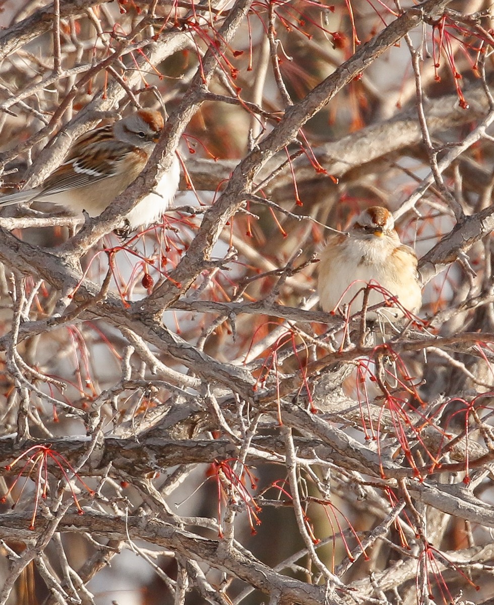 American Tree Sparrow - ML132473361