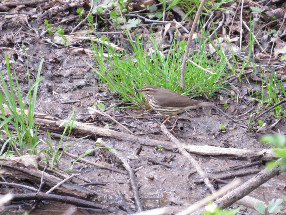 Northern Waterthrush - ML132473421