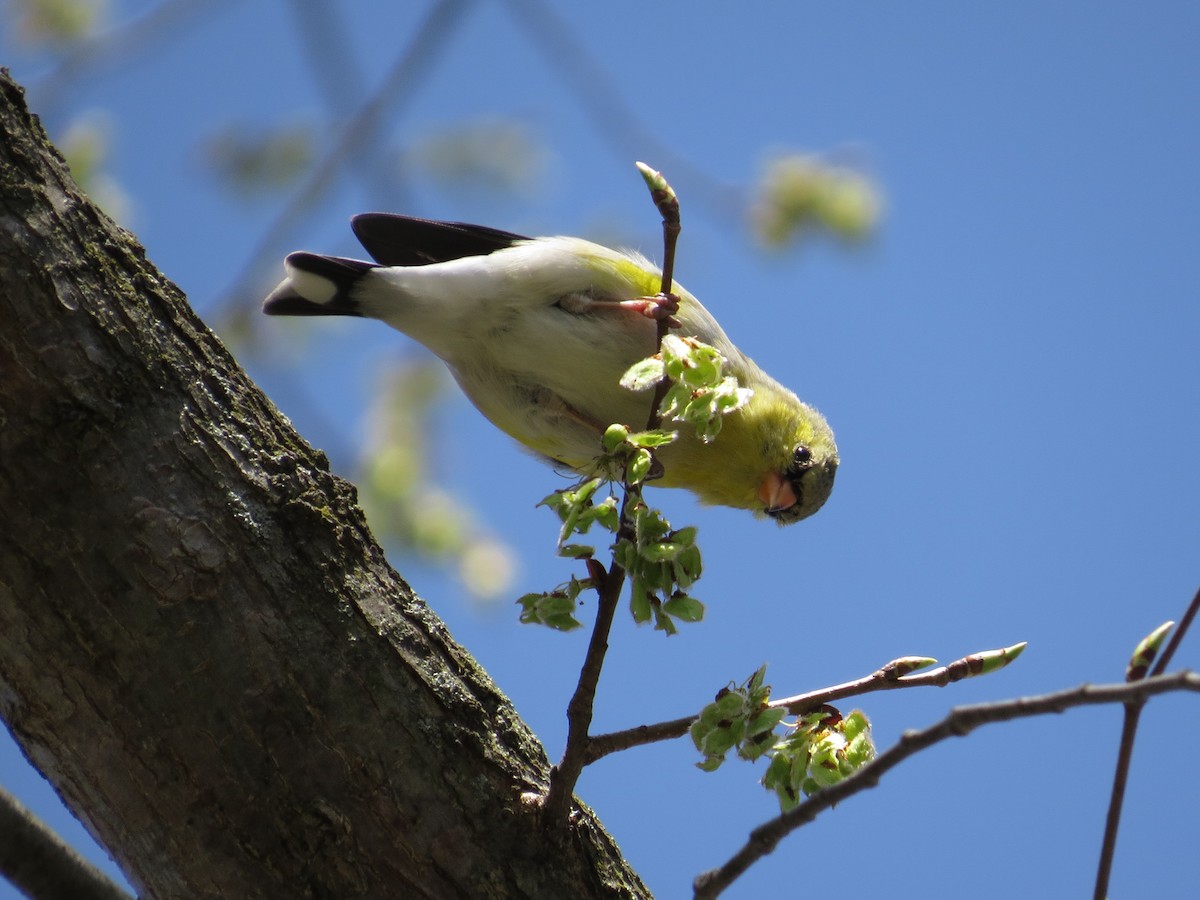 American Goldfinch - ML132473501