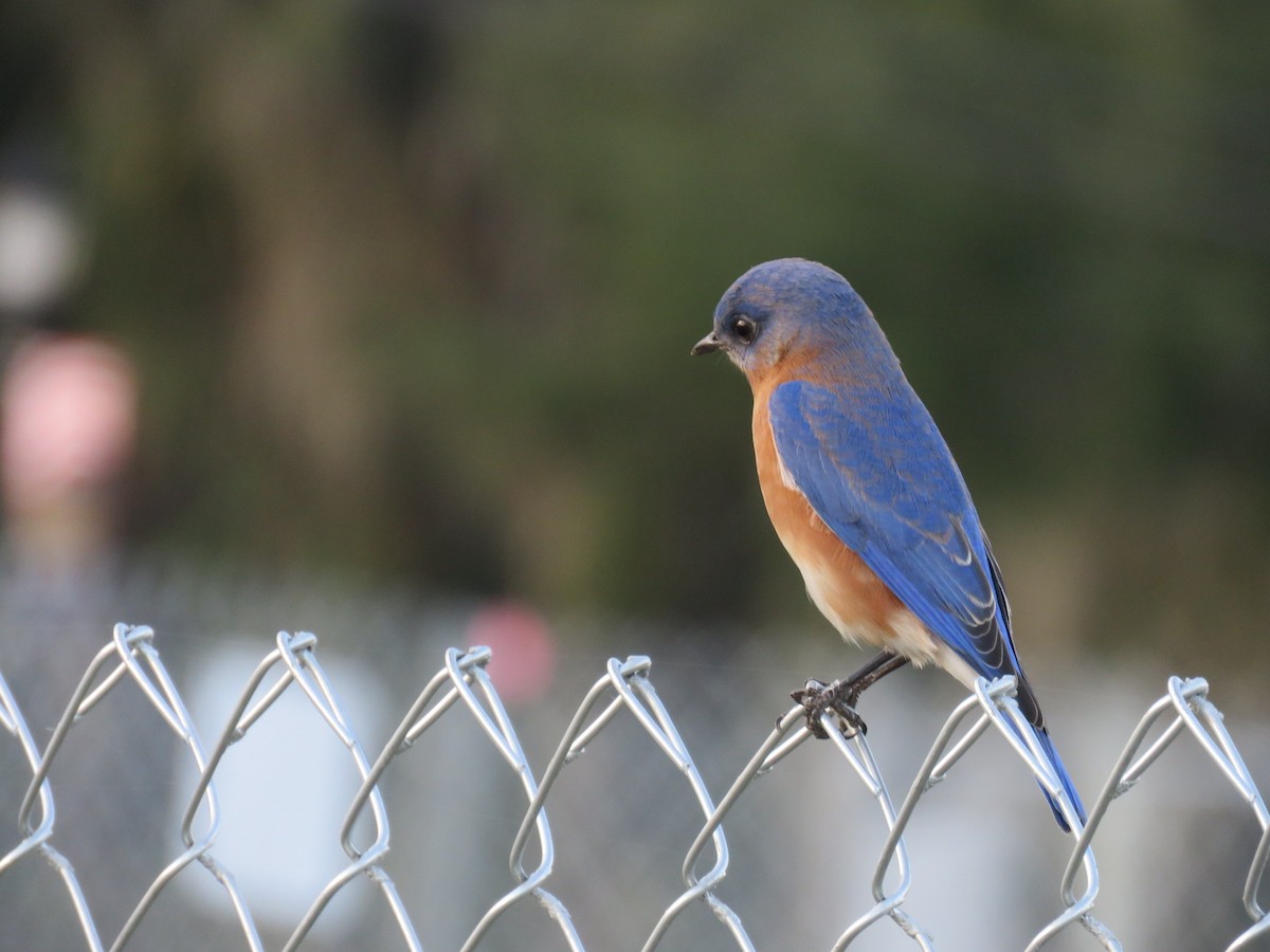 Eastern Bluebird - ML132473711