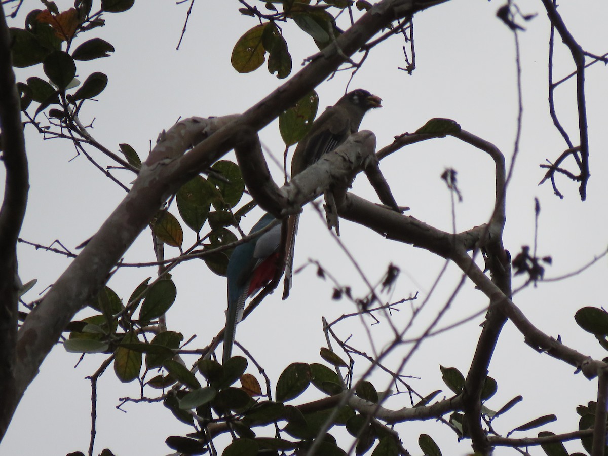 Elegant Trogon - Hermes Vega