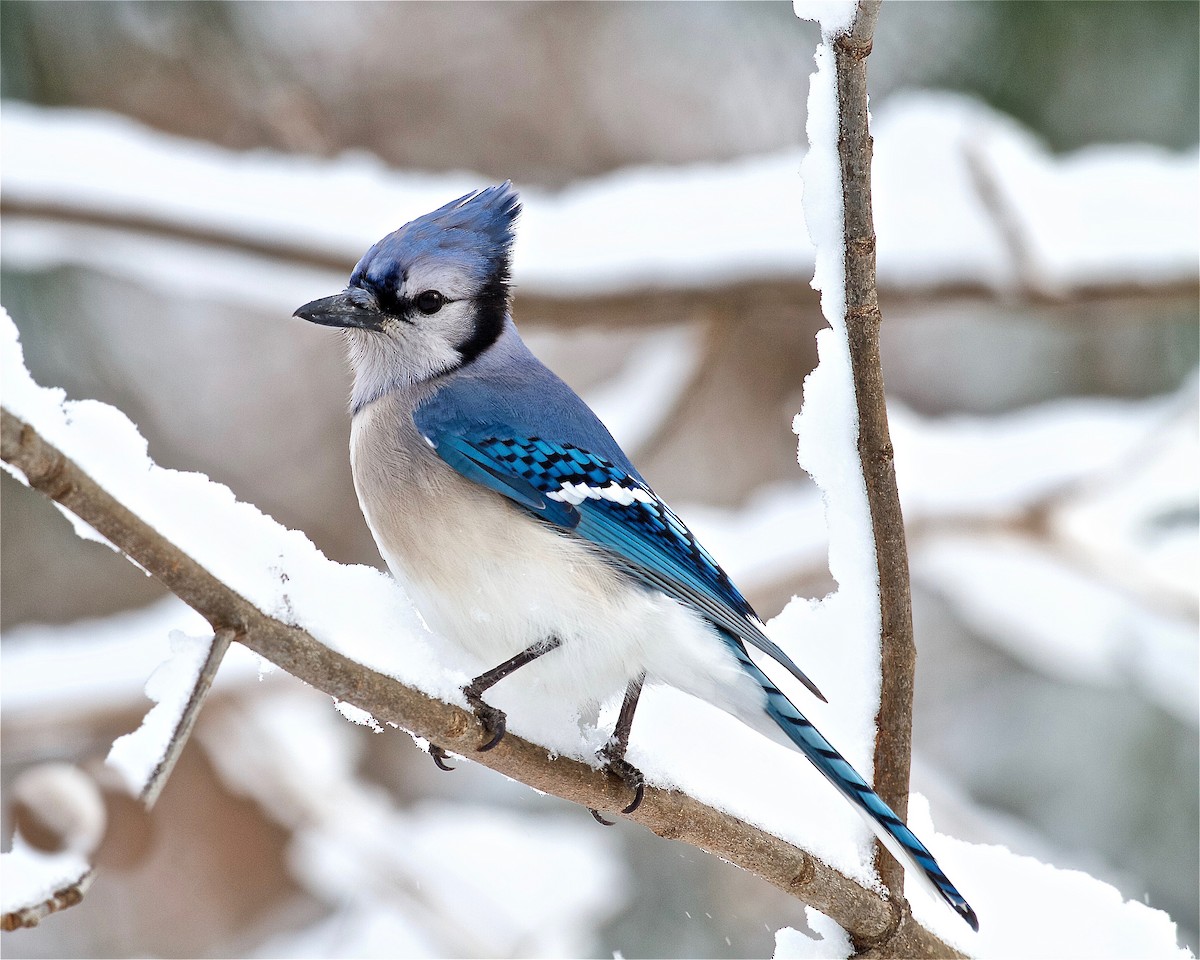 Blue Jay - Jack & Holly Bartholmai