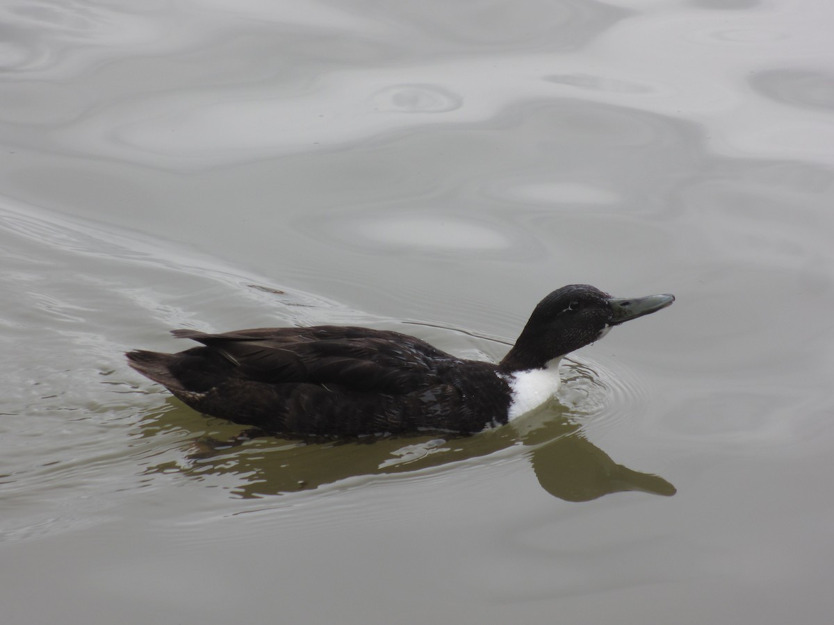 Mallard - ML132473921