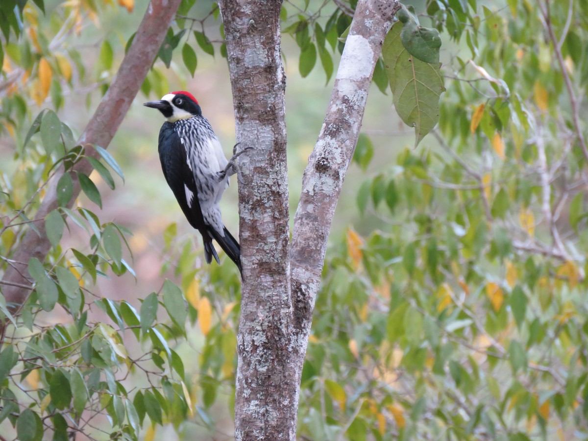 Acorn Woodpecker - ML132474631