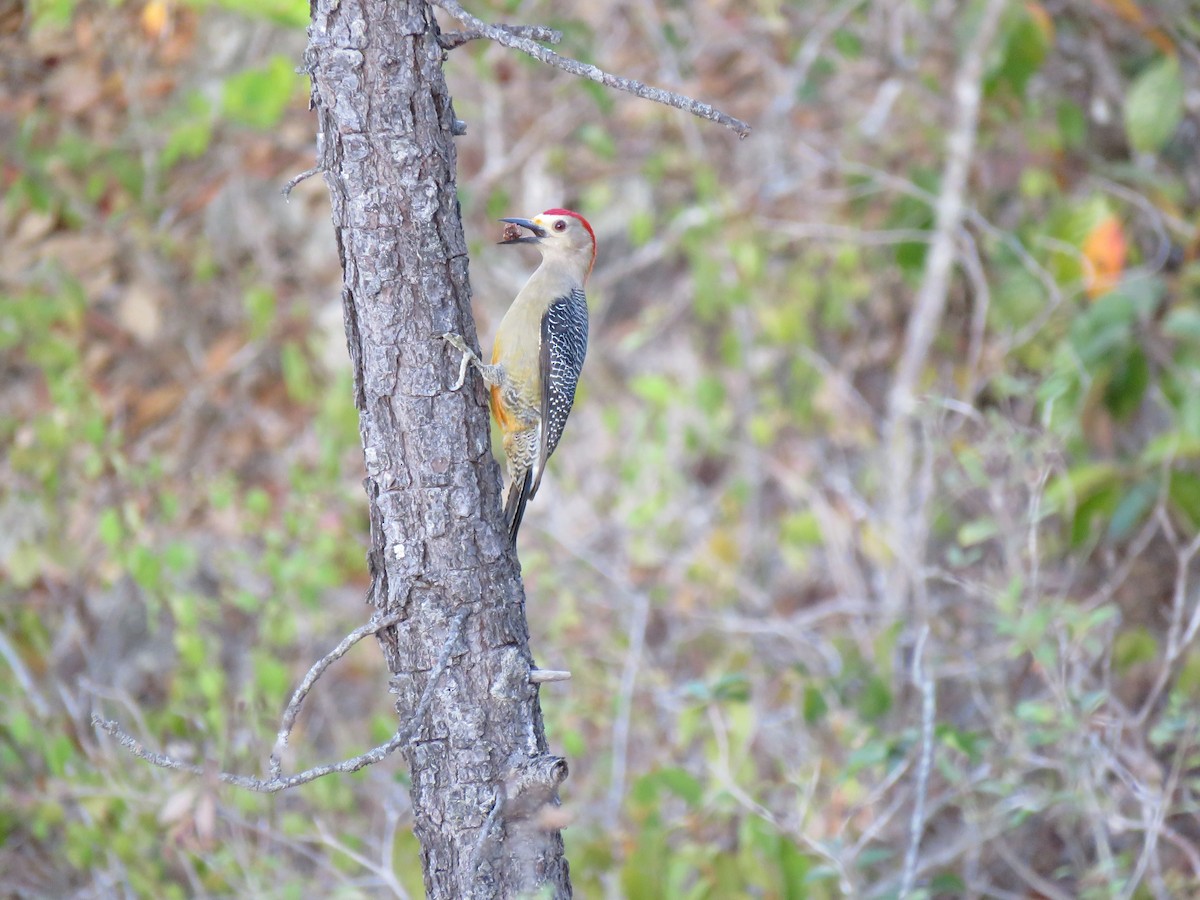 Golden-fronted Woodpecker - Hermes Vega