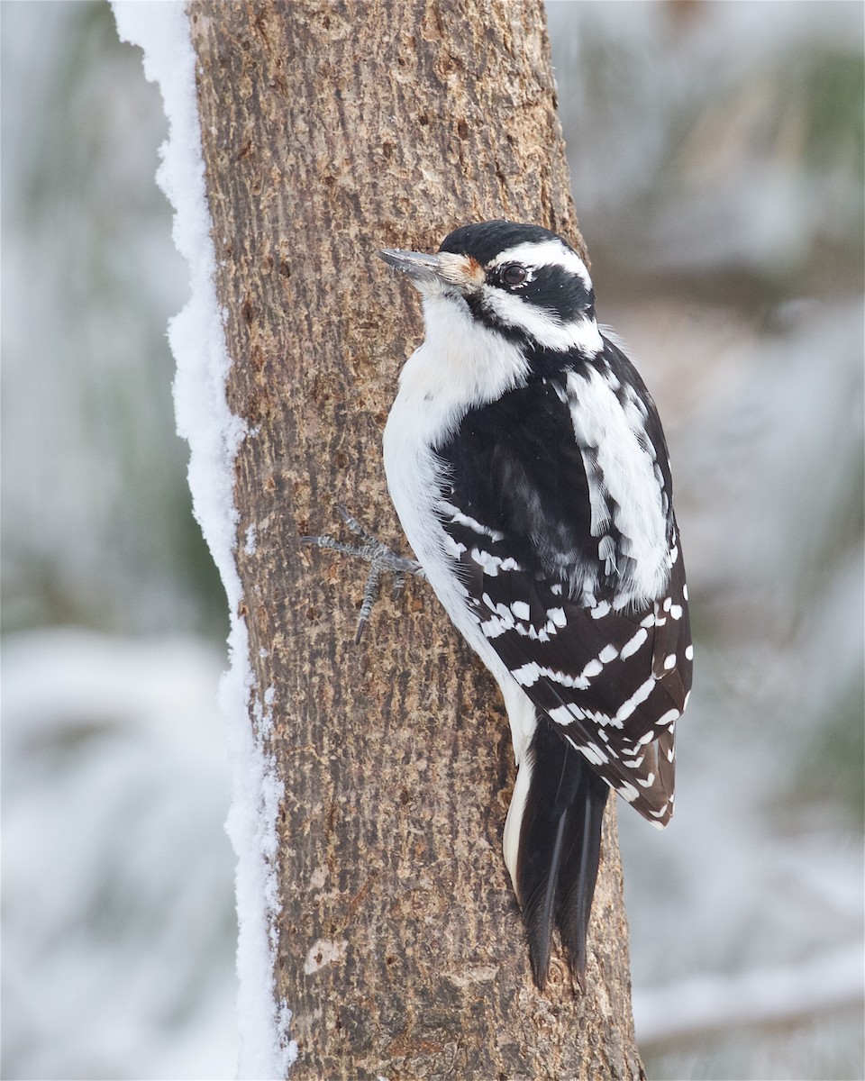 Hairy Woodpecker - Jack & Holly Bartholmai