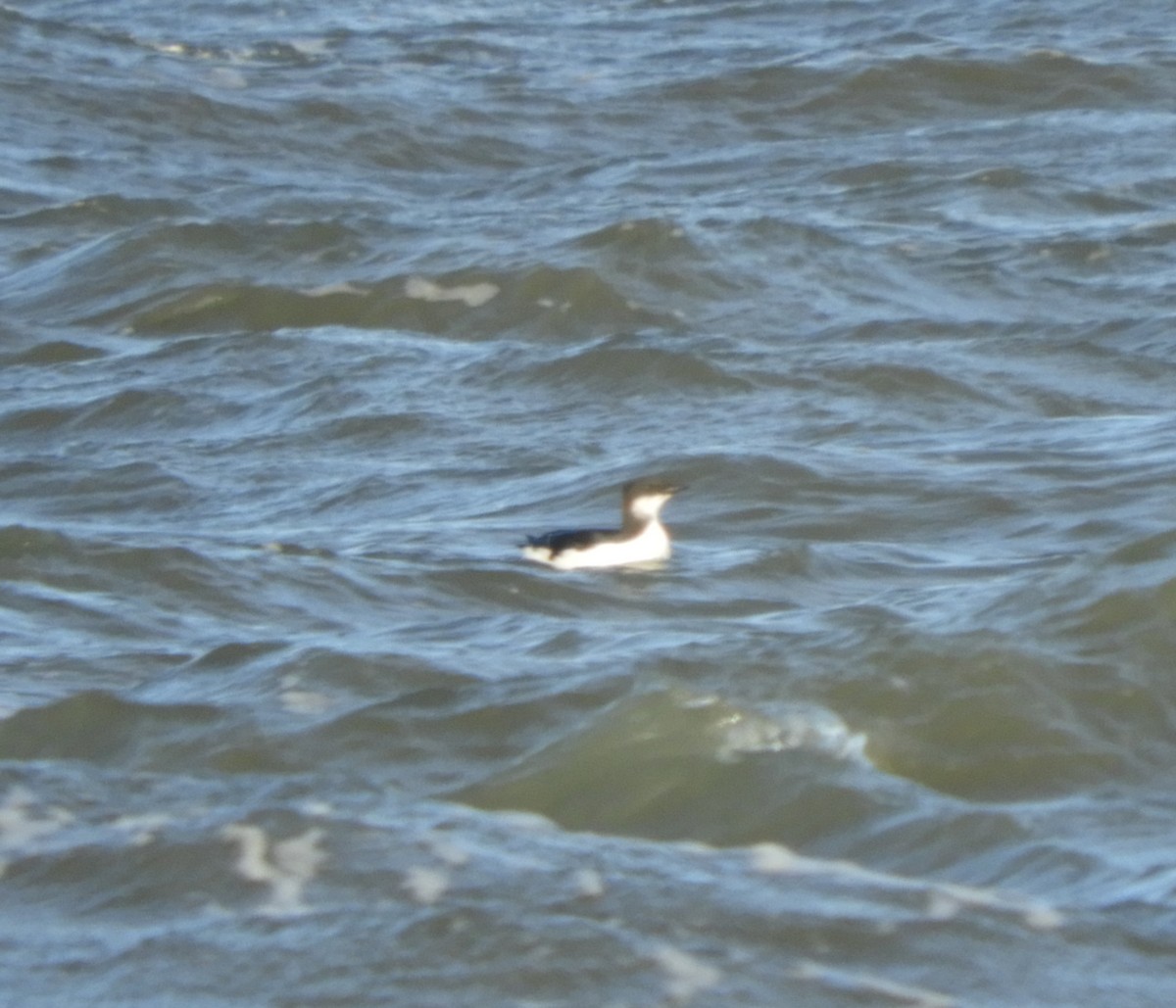 Thick-billed Murre - John Gaglione