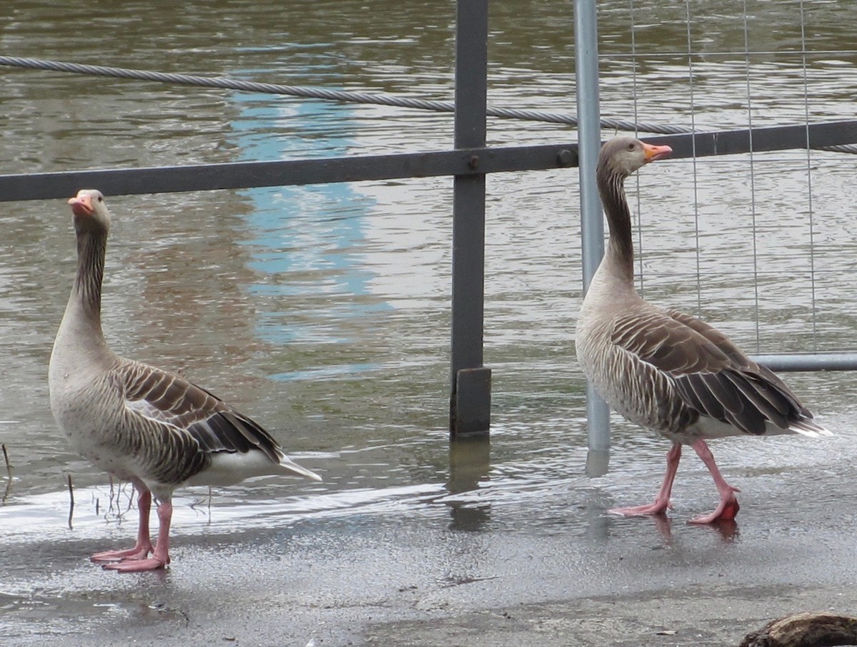 Graylag Goose (Domestic type) - ML132477411