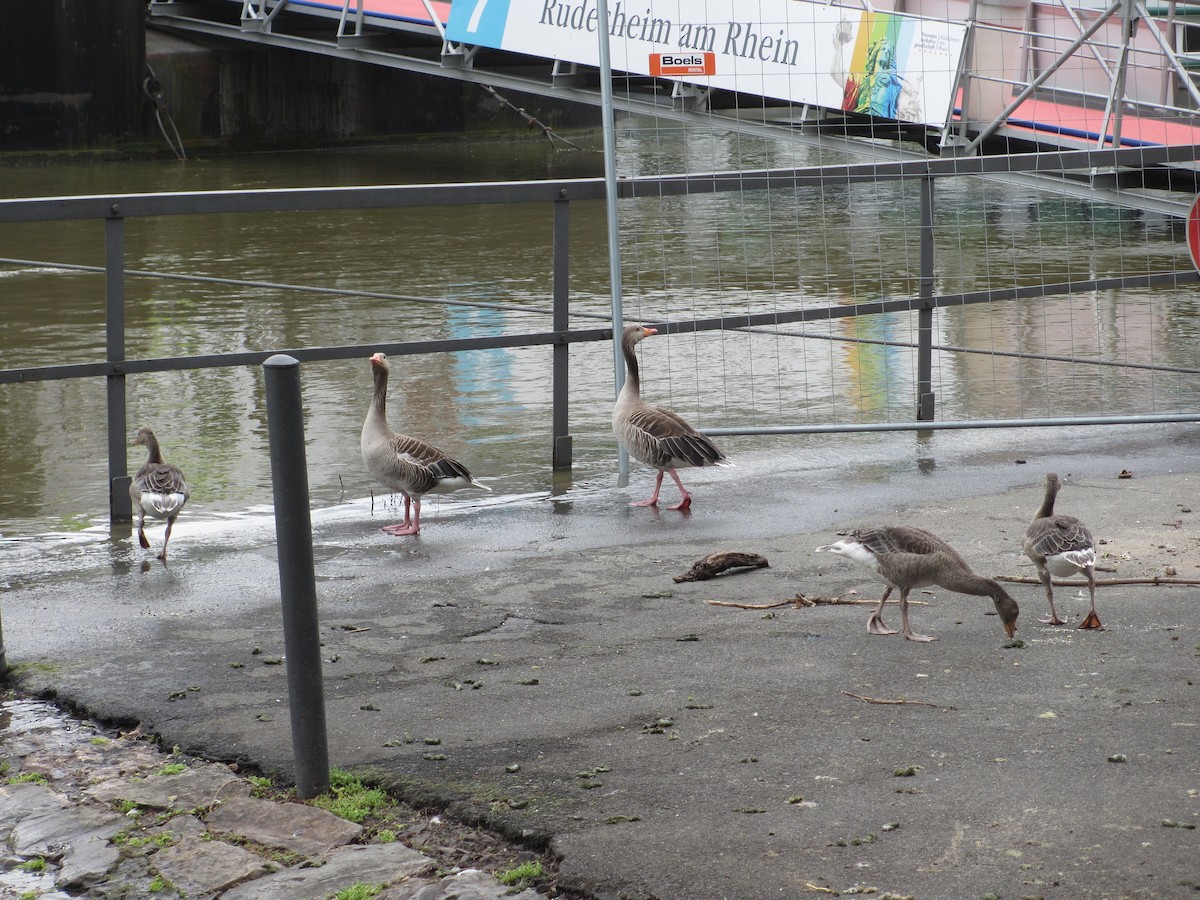 Graylag Goose (Domestic type) - ML132477581