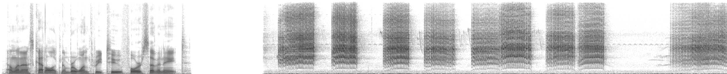 オキナインコ（monachus グループ） - ML132478