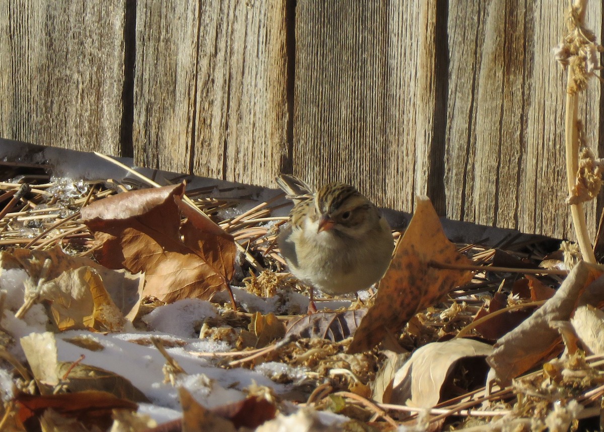 Clay-colored Sparrow - ML132479051