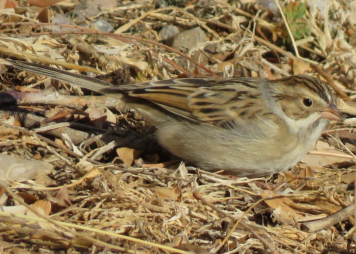 Clay-colored Sparrow - ML132479071