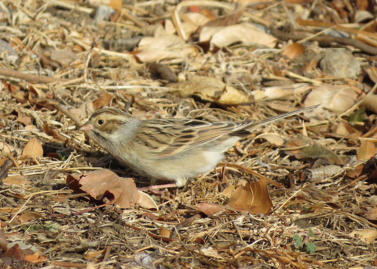 Clay-colored Sparrow - ML132479101
