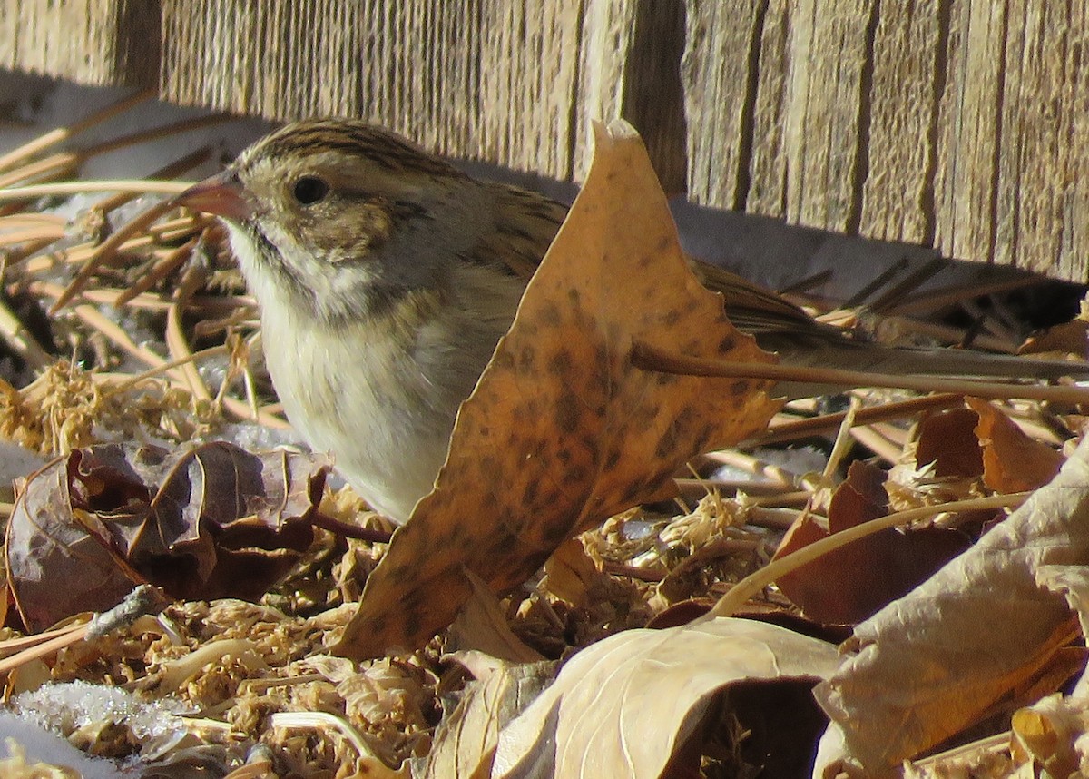 Clay-colored Sparrow - ML132479111