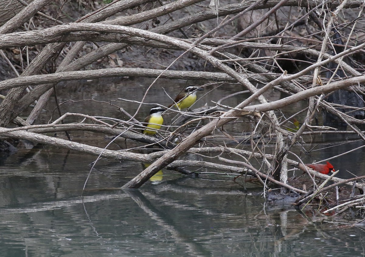 Great Kiskadee - ML132479201