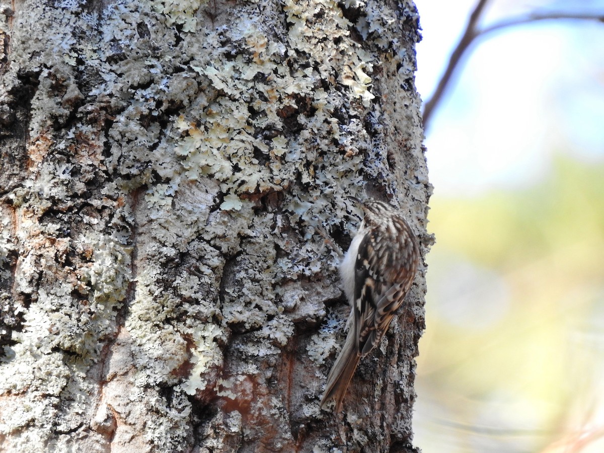 Brown Creeper - ML132481611