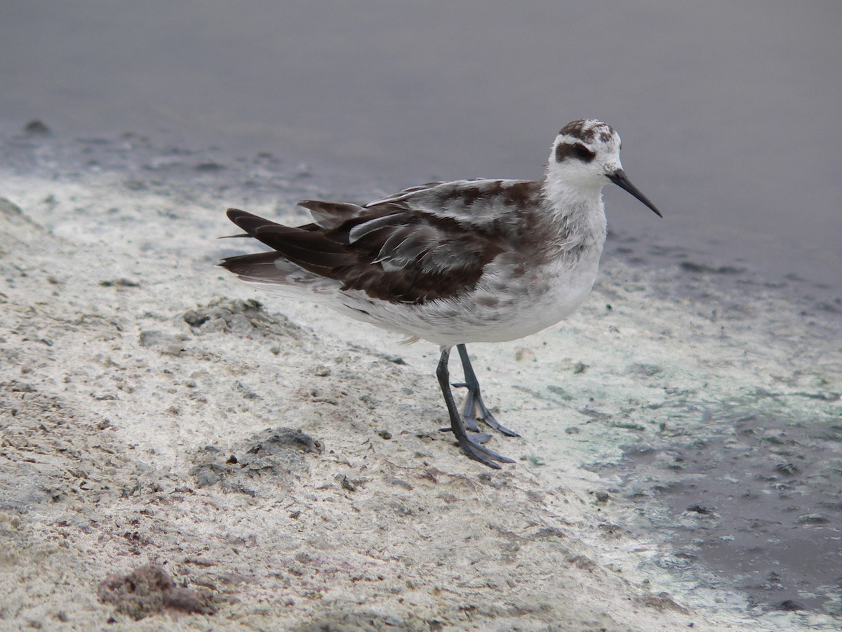 Phalarope à bec étroit - ML132481651