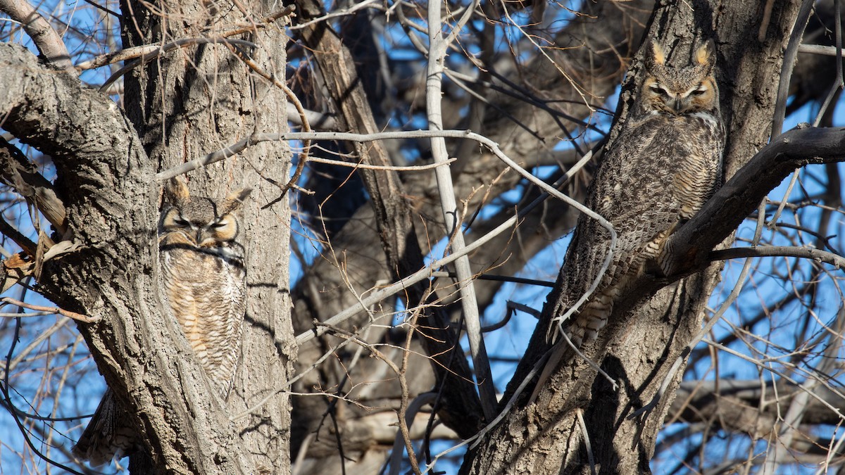 Great Horned Owl - ML132483441