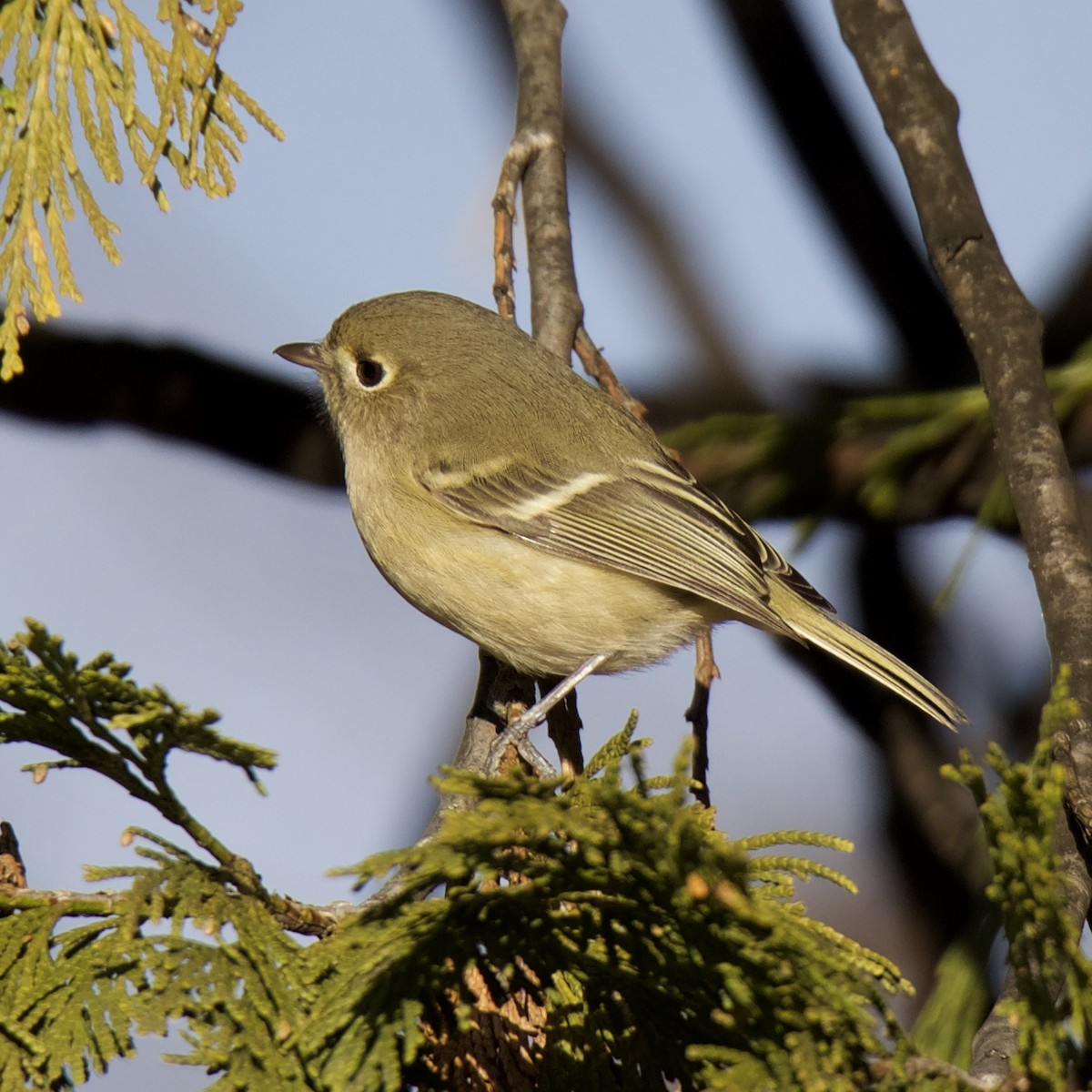 Hutton's Vireo - Charlotte Allen