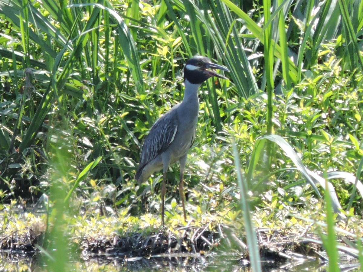 Yellow-crowned Night Heron - ML132486201