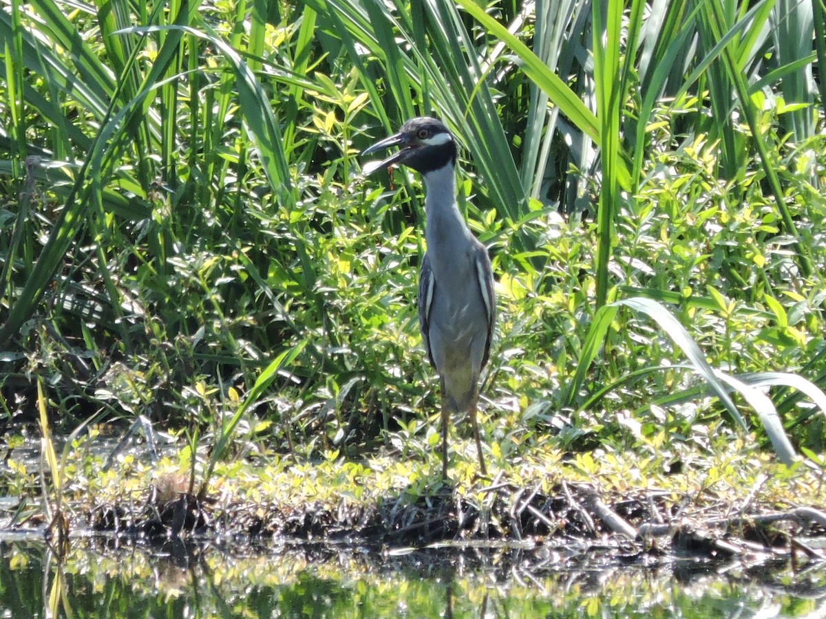 Yellow-crowned Night Heron - ML132486231