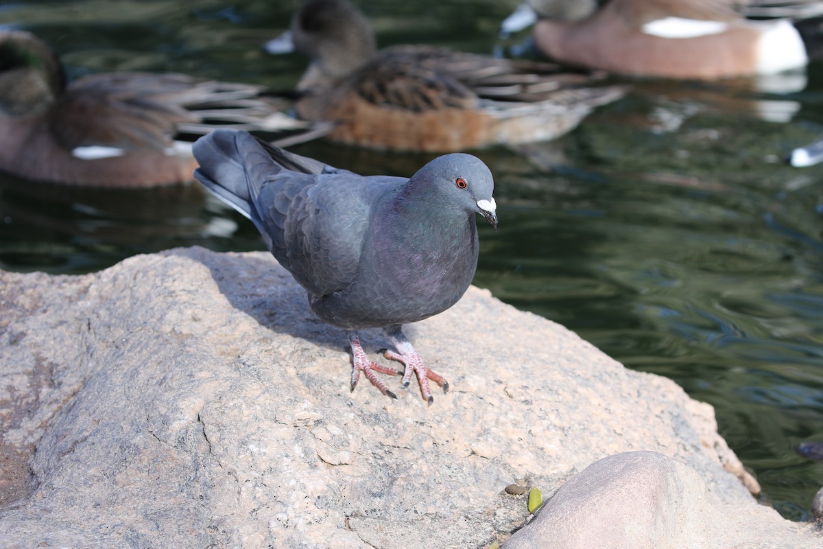Rock Pigeon (Feral Pigeon) - Mary Backus