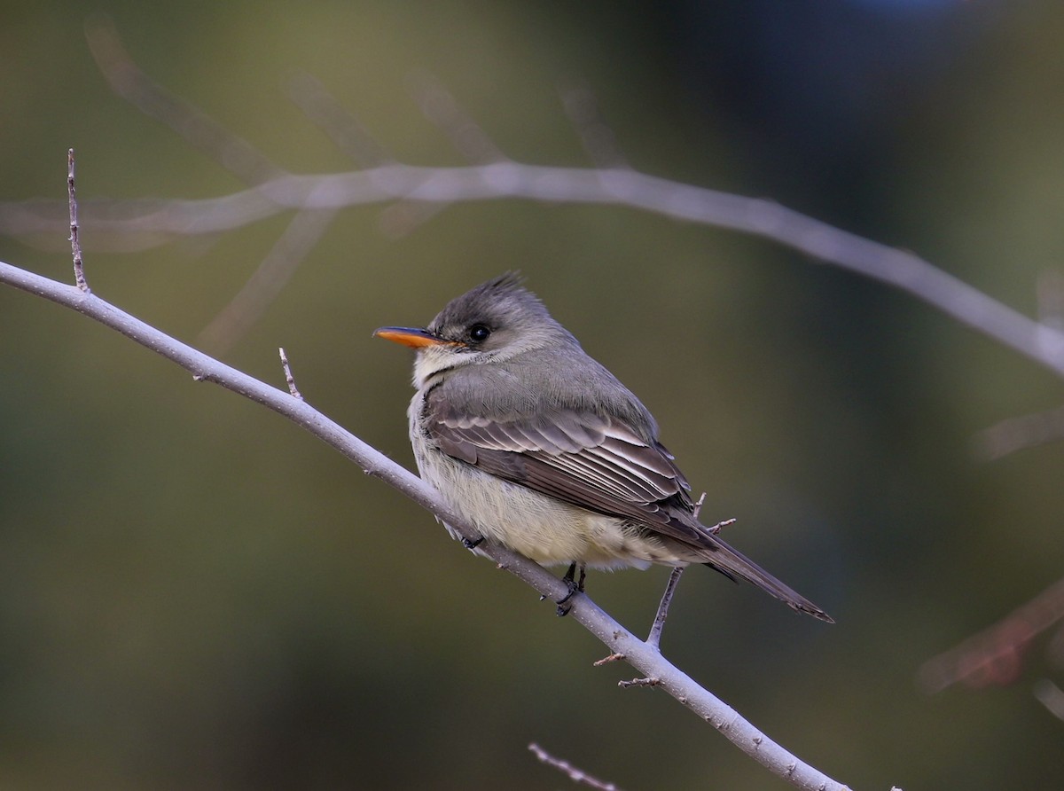 Greater Pewee - Mary Backus