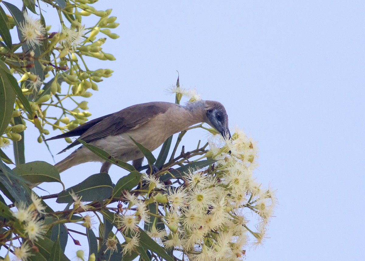 Little Friarbird - ML132490491