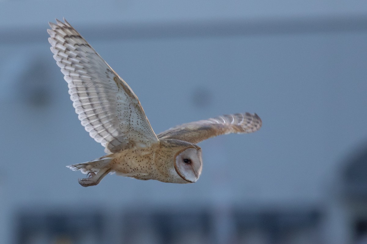 American Barn Owl - ML132491871