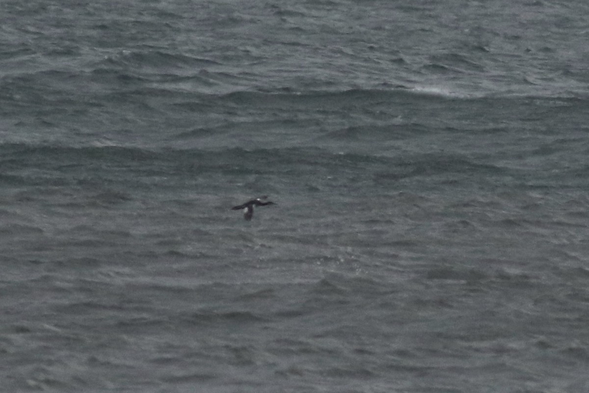 Red-necked Grebe - ML132494501