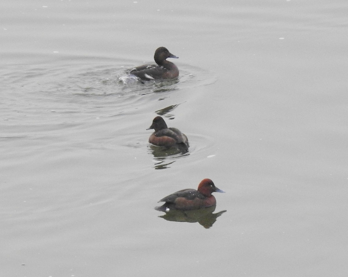 Ferruginous Duck - ML132496861