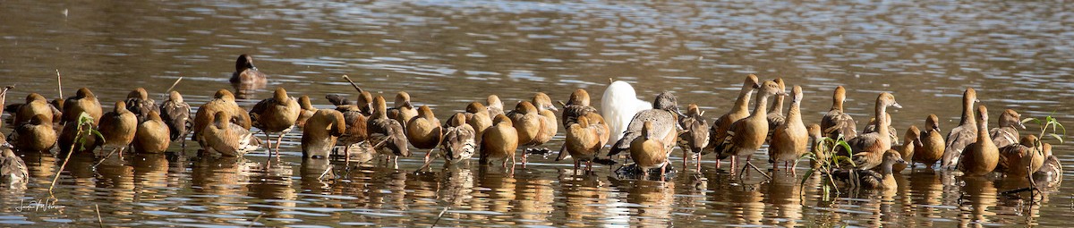 Freckled Duck - ML132499651