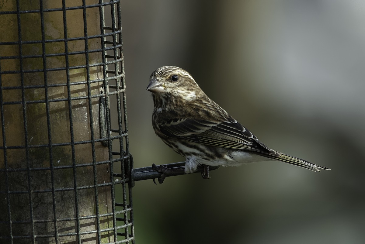 Purple Finch - ML132500001