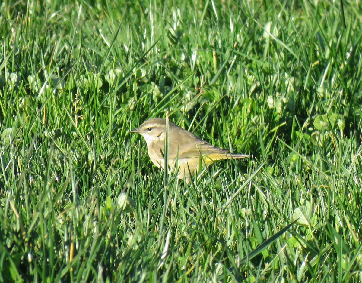 Palm Warbler - ML132501861