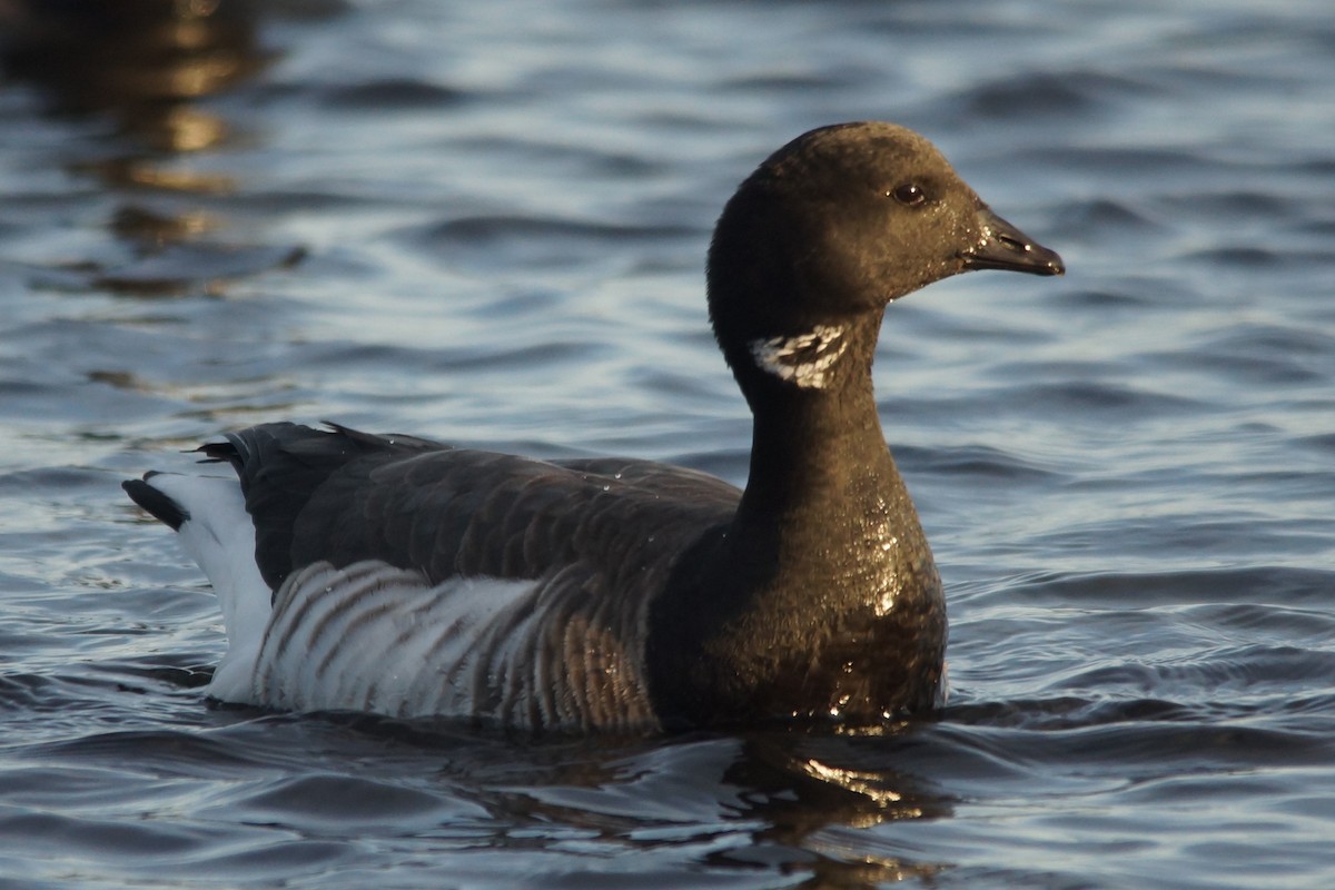 Brant - ML132502721