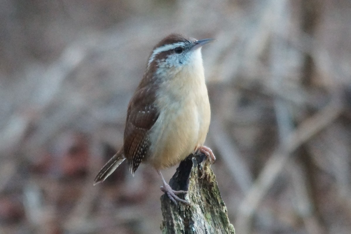 Carolina Wren - ML132503971